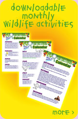 Downloadable monthly wildlife activities